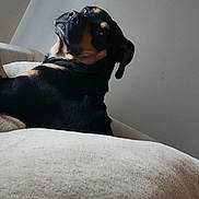 Bruno is registered to the contest to win money with this photo: dog, black, tan, pet, indoor, couch, furniture, canine, looking_back, resting, animal, domestic_animal, fur, side_view, ears, snout, eyes, house, relaxed, companion