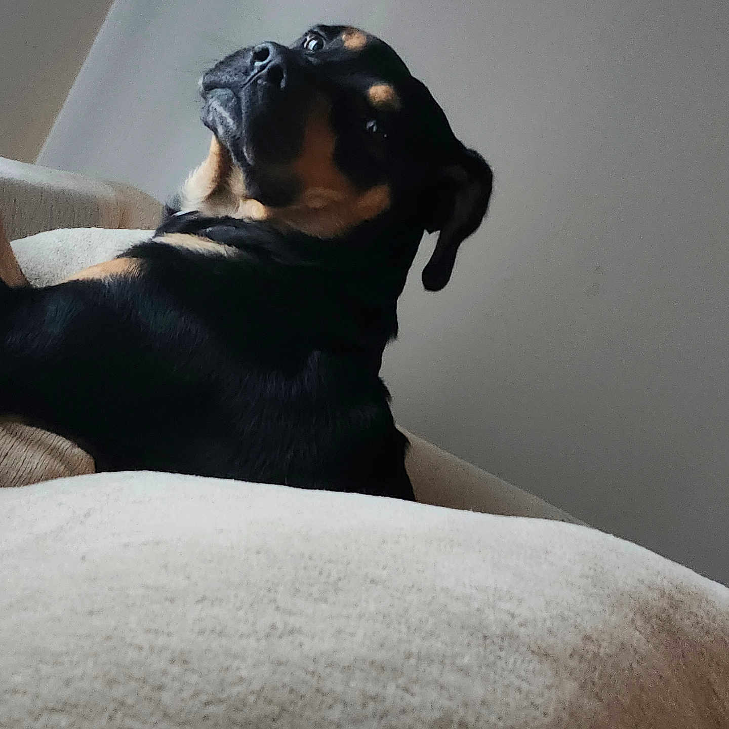 Bruno is registered to the contest to win money with this photo: animal, black, canine, companion, couch, dog, domestic_animal, ears, eyes, fur, furniture, house, indoor, looking_back, pet, relaxed, resting, side_view, snout, tan