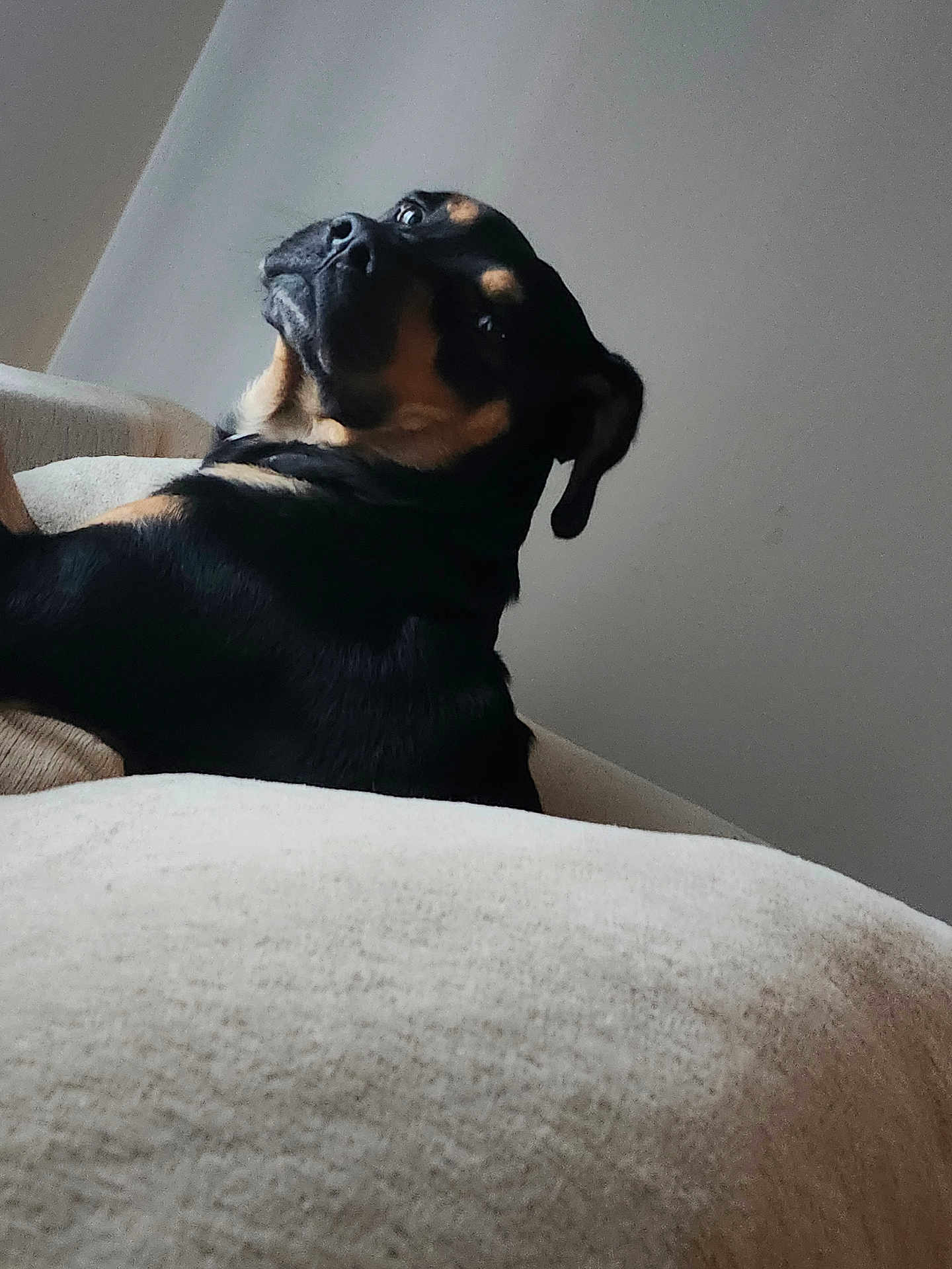 Bruno