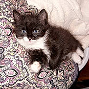 Midnight is registered to the contest to win money with this photo: kitten, cat, blue_eyes, black_and_white, fur, whiskers, paw, patterned_fabric, fluffy, cute, pet, animal, indoor, resting, close_up, soft_texture, young, small, domestic, feline