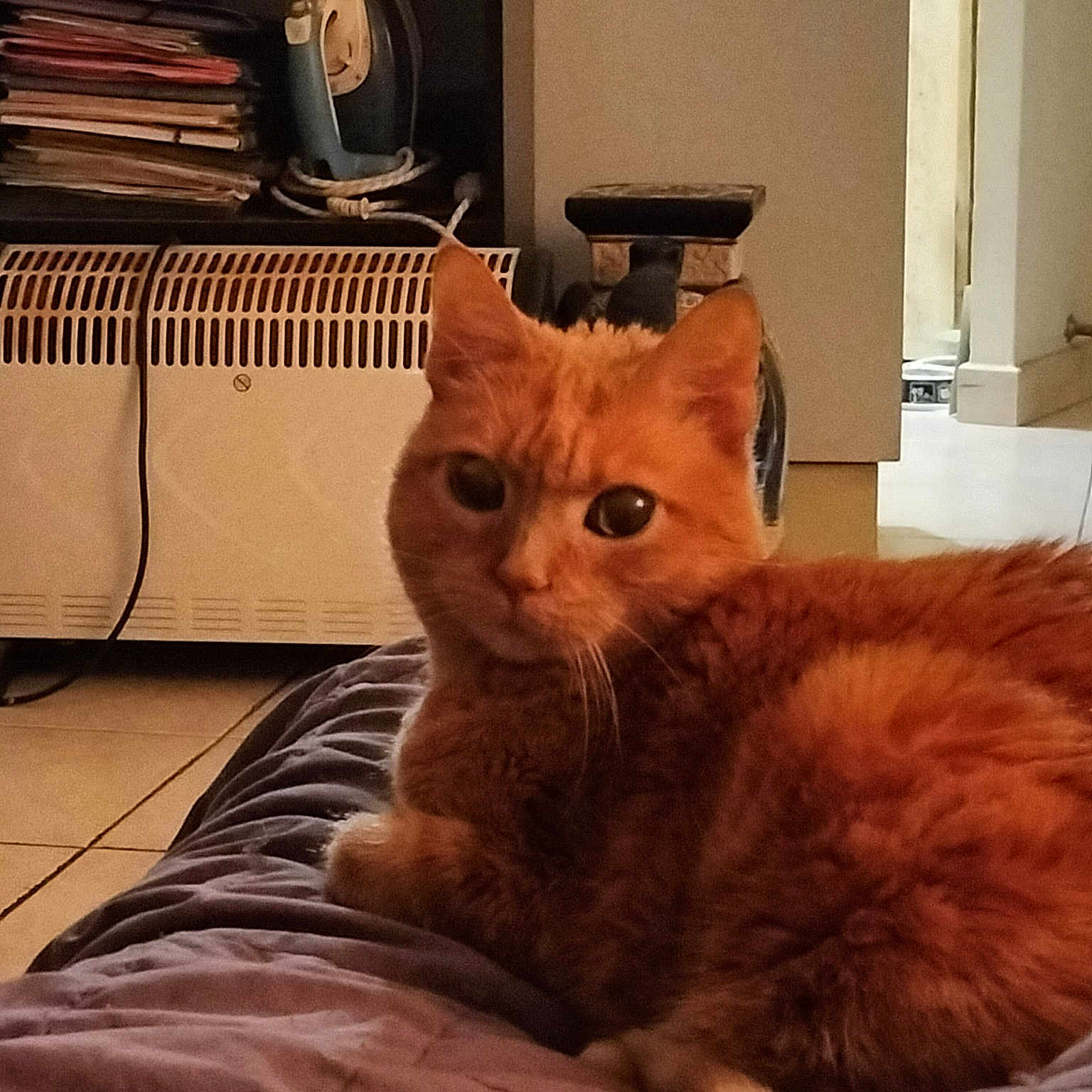 Clochette