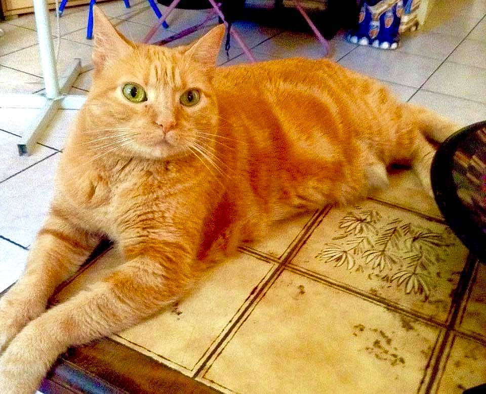 Clochette a rejoint le concours — aidez-le/la à gagner de superbes lots ! carnivore, cat, claw, comfort, domestic_short_haired_cat, fawn, felidae, floor, flooring, foot, fur, hardwood, mat, paw, sitting, small_to_medium_sized_cats, snout, tail, whiskers, wood