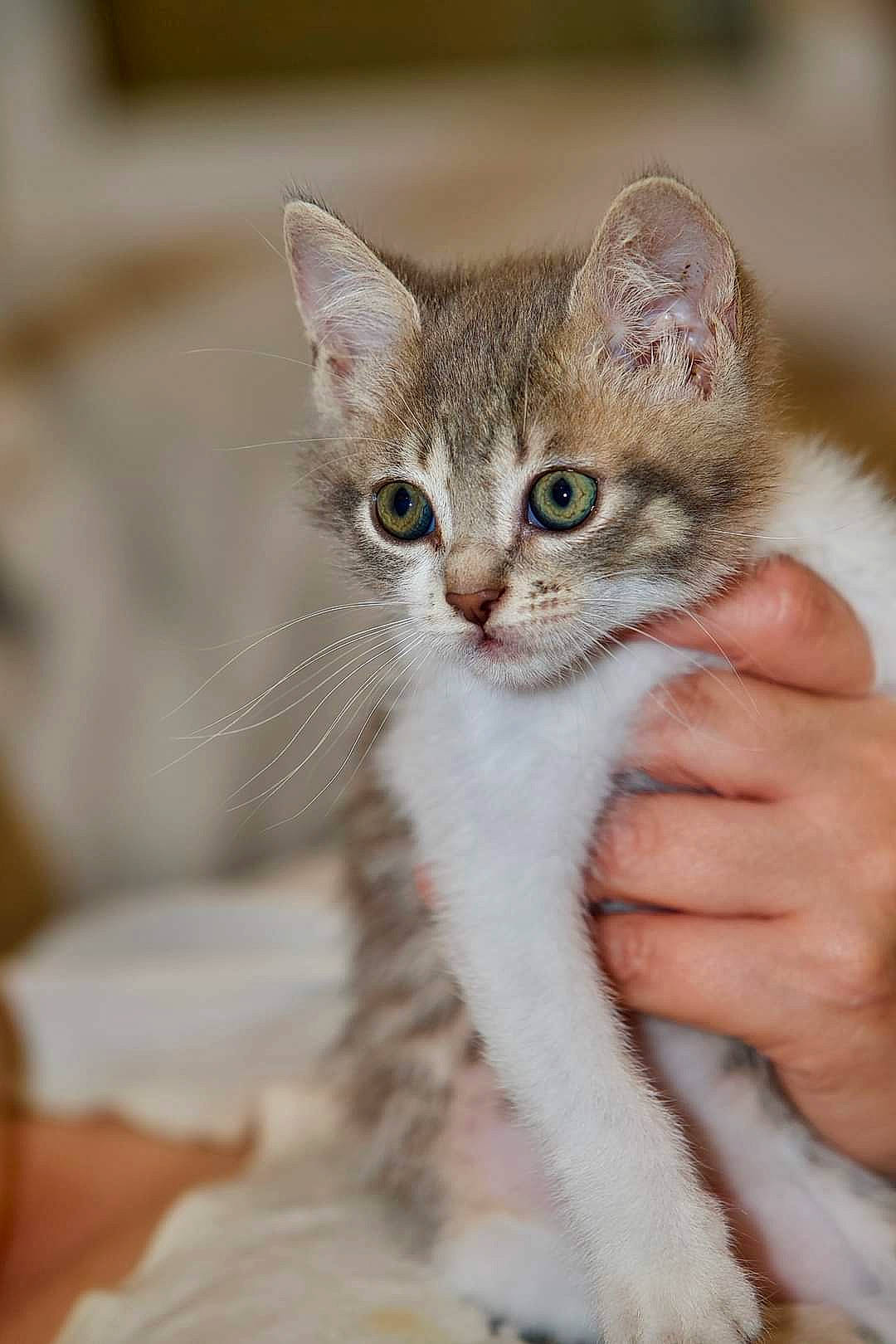 Clochette a rejoint le concours — aidez-le/la à gagner de superbes lots ! carnivore, cat, claw, close_up, comfort, domestic_short_haired_cat, fawn, felidae, fur, gesture, nail, paw, photo_caption, small_to_medium_sized_cats, tail, terrestrial_animal, whiskers, wildlife