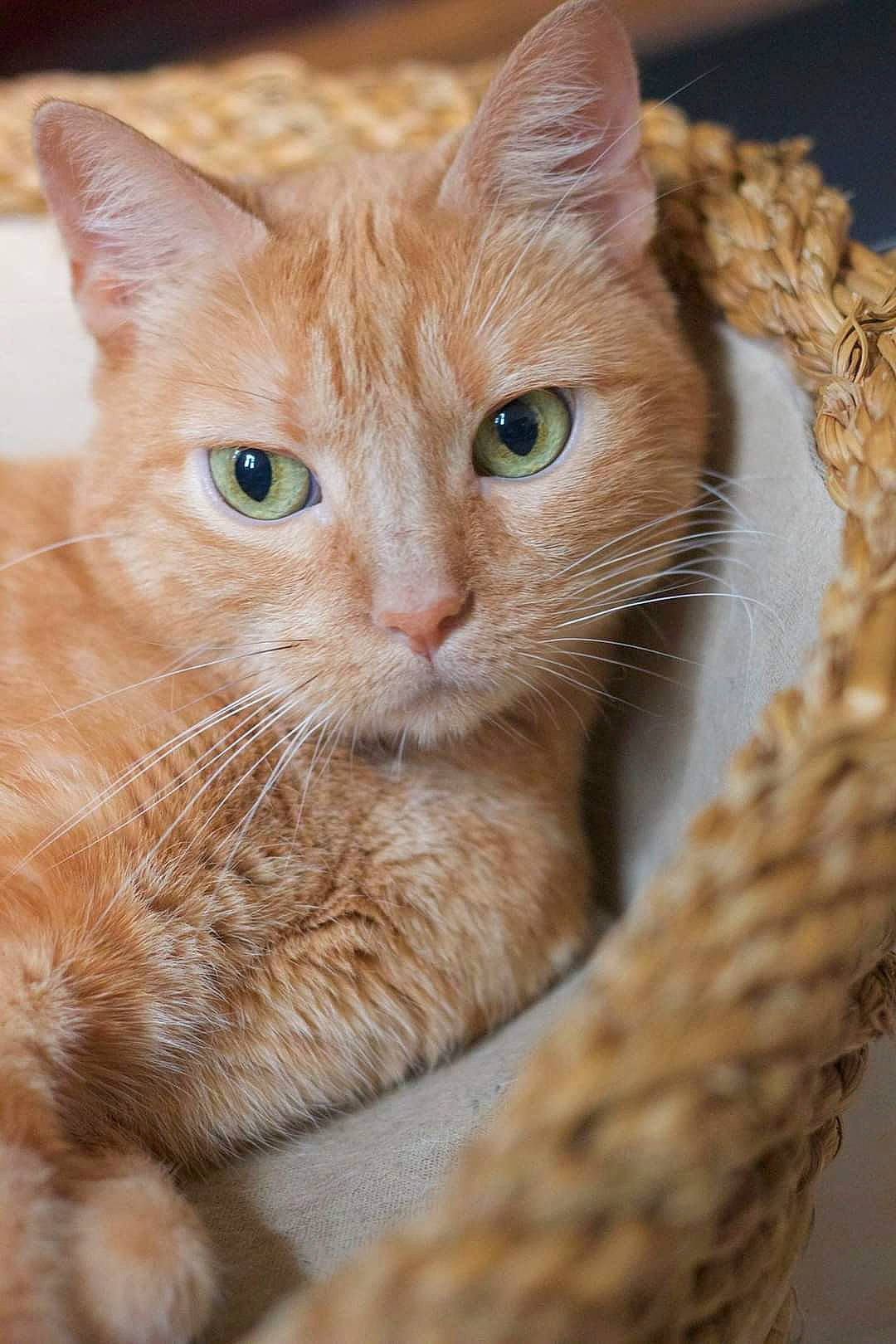 Clochette a rejoint le concours — aidez-le/la à gagner de superbes lots ! carnivore, cat, cat_supply, claw, close_up, domestic_short_haired_cat, eye, fawn, felidae, fur, iris, paw, small_to_medium_sized_cats, snout, tail, terrestrial_animal, whiskers, wildlife, wood