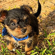 Chico is registered to the contest to win money with this photo: puppy, dog, blue_collar, bell, grass, outdoor, sunlight, cute, small, fur, ears, nose, eyes, young, pet, animal, nature, walk, adorable, curious