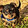 Chico