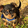puppy, dog, blue_collar, bell, grass, outdoor, sunlight, cute, small, fur, ears, nose, eyes, young, pet, animal, nature, walk, adorable, curious