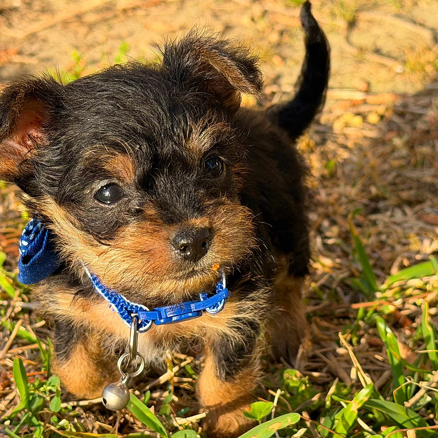 Chico is registered to the contest to win money with this photo: puppy, dog, blue_collar, bell, grass, outdoor, sunlight, cute, small, fur, ears, nose, eyes, young, pet, animal, nature, walk, adorable, curious