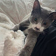 Belle is registered to the contest to win money with this photo: cat, gray_cat, white_paw, paw, bed, blanket, fluffy_blanket, indoor, cozy, window_blinds, resting, pet, feline, cute, whiskers, soft_texture, relaxing, animal, fur, closeup