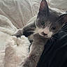 cat, gray_cat, white_paw, paw, bed, blanket, fluffy_blanket, indoor, cozy, window_blinds, resting, pet, feline, cute, whiskers, soft_texture, relaxing, animal, fur, closeup
