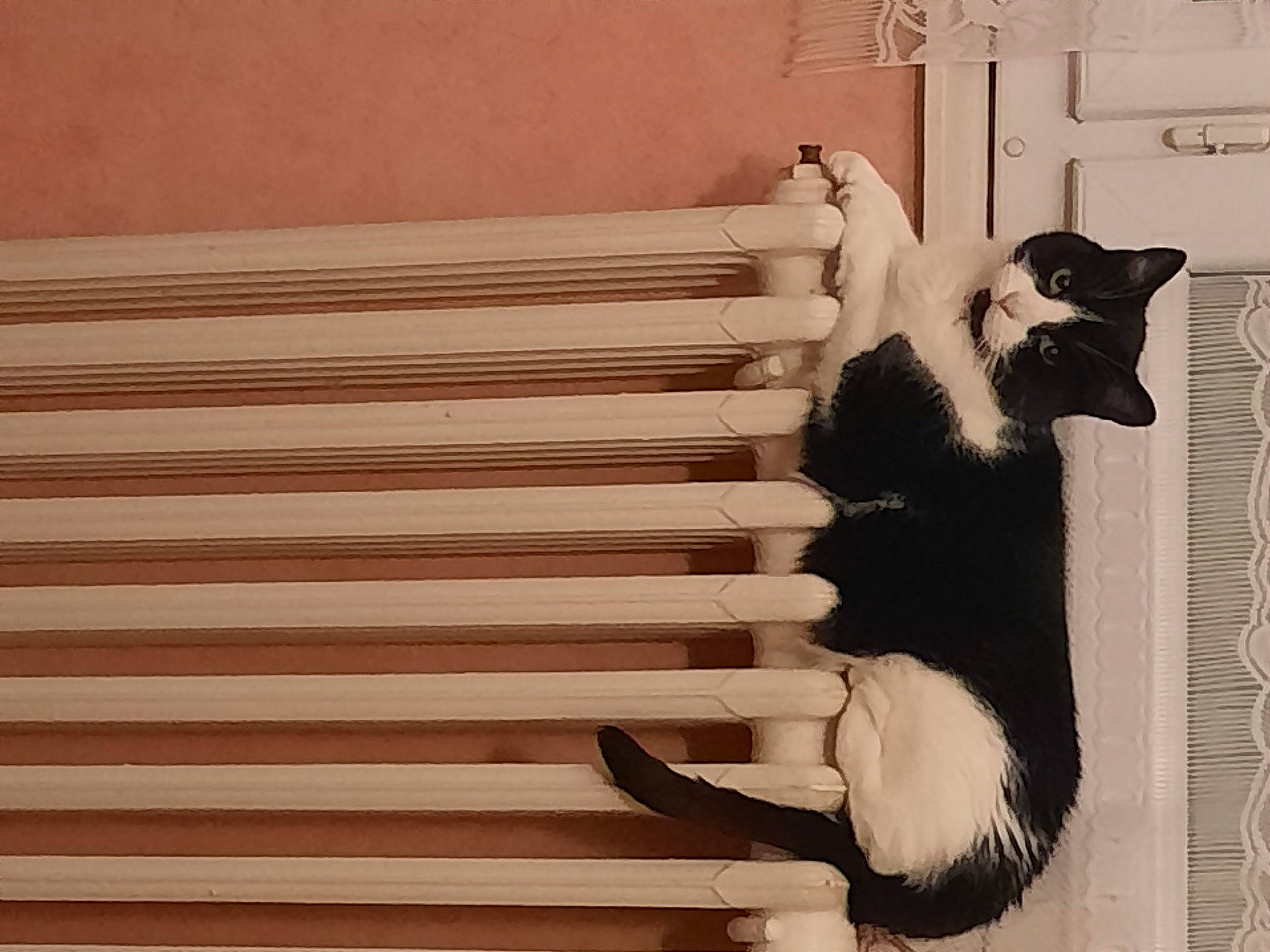 Jade a rejoint le concours — aidez-le/la à gagner de superbes lots ! carnivore, cat, door, felidae, fur, hardwood, monochrome, monochrome_photography, plant, shadow, small_to_medium_sized_cats, stairs, tail, tints_and_shades, tree, whiskers, window, window_covering, window_treatment, wood