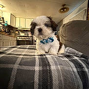 Milo joined the competition — help win amazing prizes! puppy, dog, bow, blanket, plaid, indoor, kitchen, furniture, couch, pet, cute, small, fluffy, animal, cozy, table, appliance, stove, cabinet, light