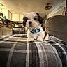 puppy, dog, bow, blanket, plaid, indoor, kitchen, furniture, couch, pet, cute, small, fluffy, animal, cozy, table, appliance, stove, cabinet, light