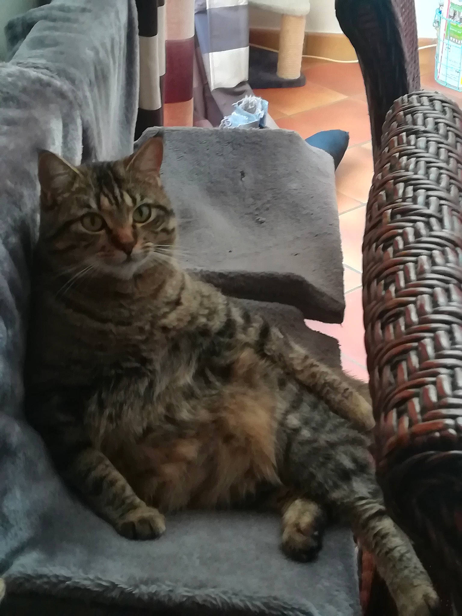 Eden a rejoint le concours — aidez-le/la à gagner de superbes lots ! american_shorthair, asian, bengal, california_spangled, carnivore, cat, claw, domestic_short_haired_cat, dragon_li, egyptian_mau, european_shorthair, felidae, mammal, pixie_bob, small_to_medium_sized_cats, tabby_cat, toyger, vertebrate, whiskers, wild_cat