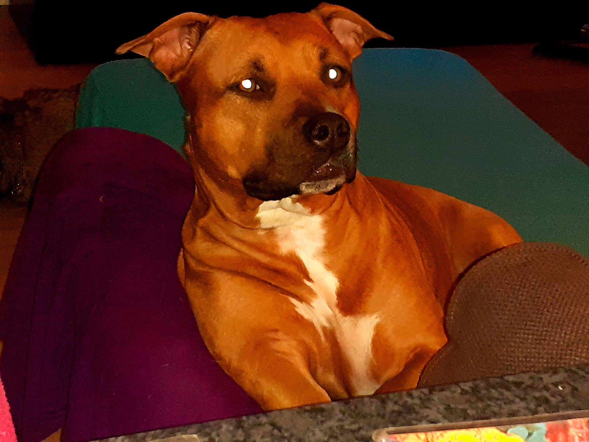 Nina participe au concours pour gagner de l'argent avec cette photo : dog, brown_dog, pet, indoor, couch, blanket, relaxed, animal, mammal, fur, face, ears, nose, white_patch, comfort, home, resting, looking, closeup, seated