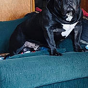 Gordo joined the competition — help win amazing prizes! dog, black_dog, pet, couch, furniture, indoor, animal, canine, portrait, looking_at_camera, seated, household, fur, ears, white_patch, wooden_door, domestic, companion, living_room, alert
