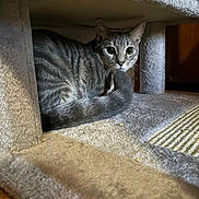 Ace joined the competition — help win amazing prizes! cat, tabby, indoor, carpet, cat_tree, pet, feline, animal, curious, alert, tail, fur, whiskers, eyes, cozy, sitting, floor, wood_floor, domestic, home