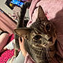 Ace is registered to the contest to win money with this photo: cat, tabby, pet, animal, indoor, blanket, pink, closeup, whiskers, face, eyes, ears, tail, hand, phone, person, furniture, bed, cozy, relaxation