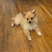 Teddy a rejoint le concours — aidez-le/la à gagner de superbes lots ! puppy, dog, fluffy, wooden_floor, indoor, pet, cute, animal, small_dog, fur, ears, lying_down, looking_at_camera, domestic_animal, companion, adorable, young_dog, flooring, home, curious