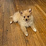 puppy, dog, fluffy, wooden_floor, indoor, pet, cute, animal, small_dog, fur, ears, lying_down, looking_at_camera, domestic_animal, companion, adorable, young_dog, flooring, home, curious