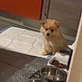 animal, brown, cabinet, cute, dog, domestic, floor, fluffy, food_bowl, indoor, kitchen, mat, pet, pet_accessory, puppy, small, waiting, water_bowl, white, young