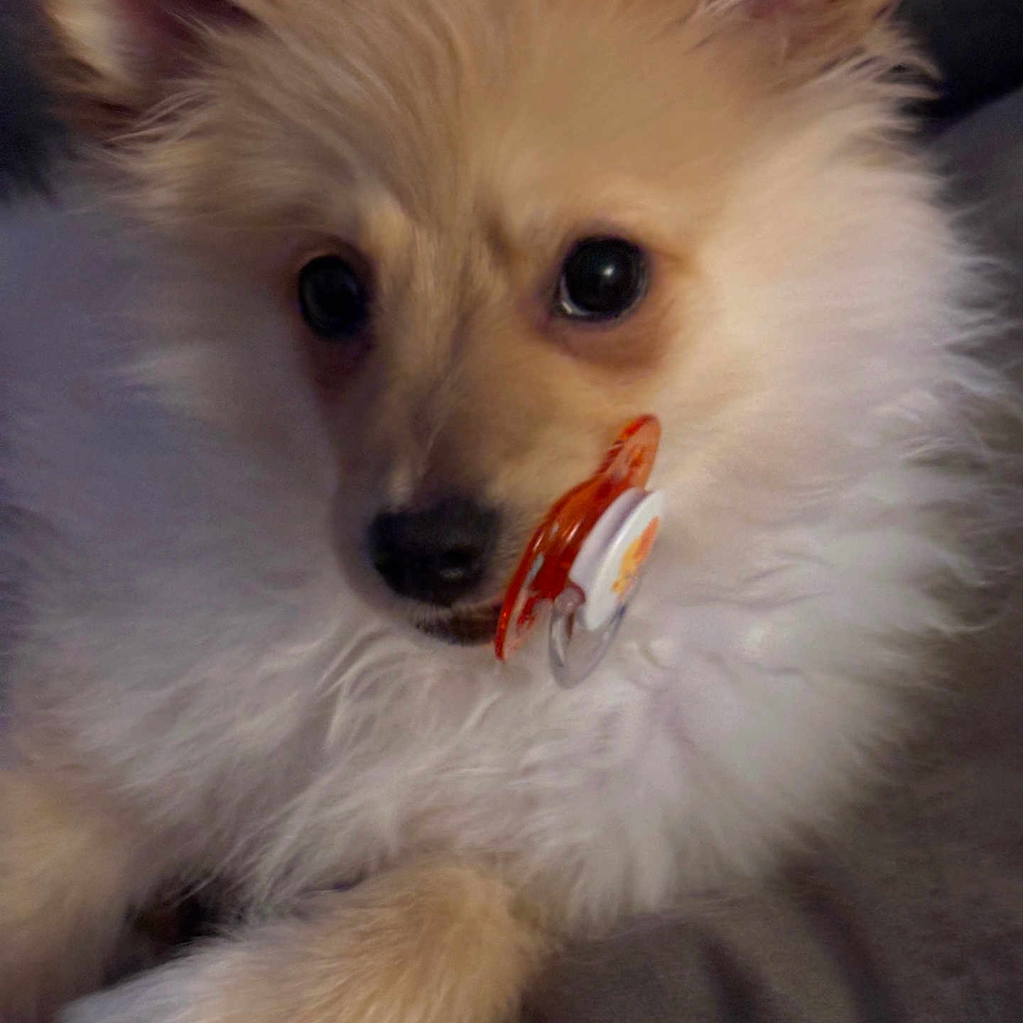 Teddy