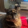 Princess joined the competition — help win amazing prizes! cat, tortoiseshell_cat, pet, close_up, indoor, blanket, red_blanket, furniture, tapestry, television, cozy, curious, animal, fur, whiskers, relaxed, home, living_room, soft_light, blurred_background