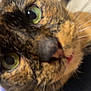 Princess is registered to the contest to win money with this photo: cat, close_up, tortoiseshell, green_eyes, whiskers, fur, pet, animal, indoor, curious, face, muzzle, nose, blur, focus, portrait, domestic_cat, feline, cute