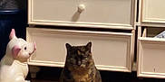 Princess is registered to the contest to win money with this photo: cat, tortoiseshell, dressedrawer, floor, woodenfloor, carpet, clothing, figurine, pig, ceramic, indoor, furniture, pet, animal, sitting, brown, cream, open_drawer, quiet, home