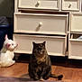 cat, tortoiseshell, dressedrawer, floor, woodenfloor, carpet, clothing, figurine, pig, ceramic, indoor, furniture, pet, animal, sitting, brown, cream, open_drawer, quiet, home