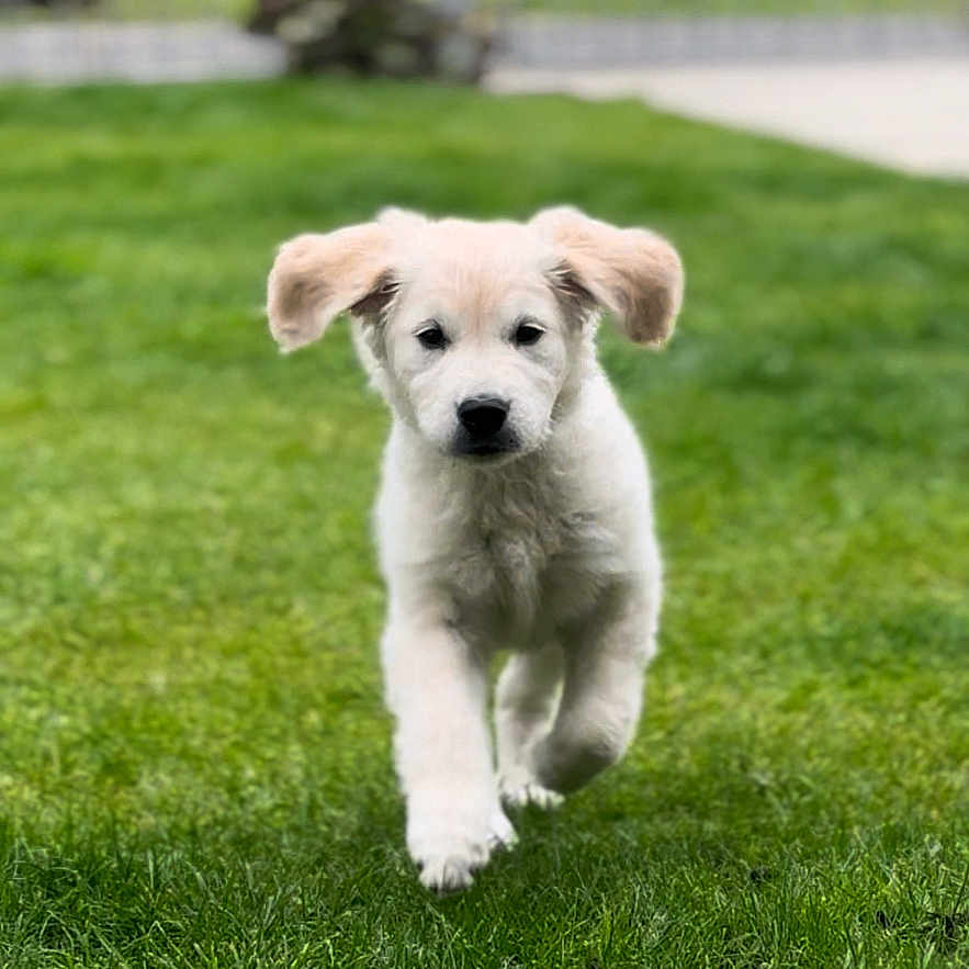 Milo joined the competition — help win amazing prizes! animal, canine, cute, daylight, dog, ears, front_view, fur, grass, greenery, mammal, nature, outdoor, pet, playful, puppy, running, walking, white_dog, young_dog