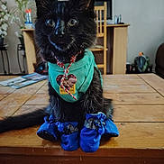 Midnight is registered to the contest to win money with this photo: cat, kitten, black_cat, blue_booties, turquoise_vest, pet_accessories, indoor, wooden_table, curious, fur, sitting, collar, tag, furniture, plant, home_decor, animal, cute, portrait, domestic_animal