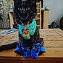 cat, kitten, black_cat, blue_booties, turquoise_vest, pet_accessories, indoor, wooden_table, curious, fur, sitting, collar, tag, furniture, plant, home_decor, animal, cute, portrait, domestic_animal