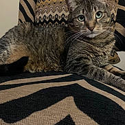Ruby joined the competition — help win amazing prizes! cat, tabby_cat, pet, animal, feline, green_eyes, whiskers, ears, striped_fur, lying_down, lounging, portrait, close_up, indoors, couch, cushions, patterned_fabric, rug, black_and_beige, relaxed