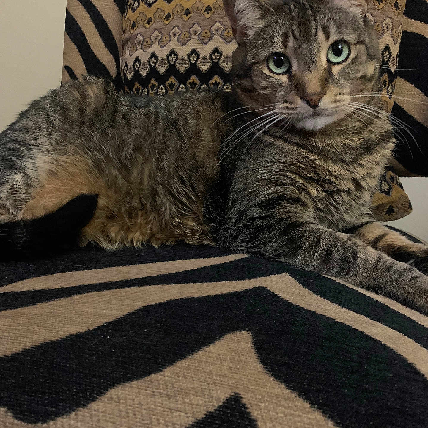 Ruby joined the competition — help win amazing prizes! cat, tabby_cat, pet, animal, feline, green_eyes, whiskers, ears, striped_fur, lying_down, lounging, portrait, close_up, indoors, couch, cushions, patterned_fabric, rug, black_and_beige, relaxed
