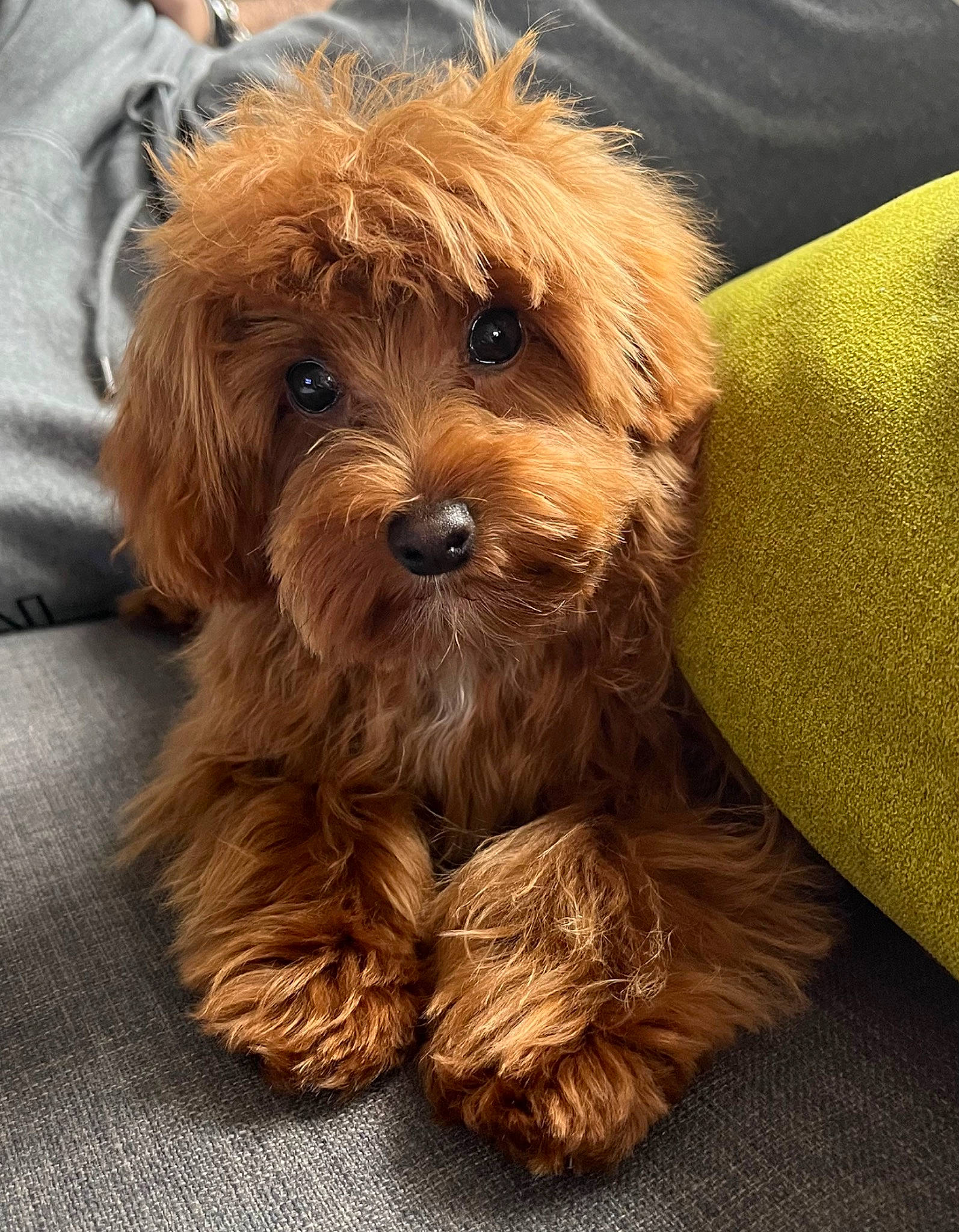 Maizie is registered to the contest to win money with this photo: brown, canidae, carnivore, companion_dog, dog, dog_breed, fur, liver, maltepoo, small_terrier, snout, sporting_group, terrier, toy_dog, working_animal, yorkipoo