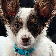 Jack joined the competition — help win amazing prizes! puppy, dog, close_up, pet_collar, blue_collar, bell, fluffy_ears, white_fur, brown_fur, black_fur, cute, animal, young_dog, face, portrait, looking_at_camera, whiskers, indoor, domestic_animal, adorable