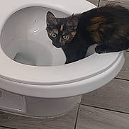 Nebula is registered to the contest to win money with this photo: animal, bathroom, cat, close_up, curious, domestic, exploring, feline, floor, green_eyes, indoor, kitten, looking, pet, side_view, tile, toilet, tortoiseshell, white, young_animal