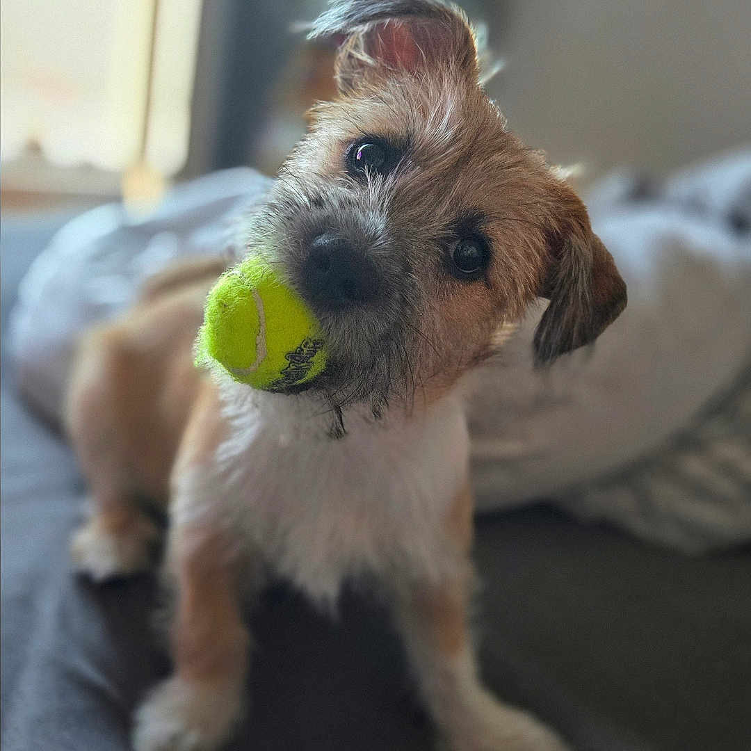 Pushka participe au concours pour gagner de l'argent avec cette photo : animal, bed, bedding, canine, cozy, cute, dog, focus, fur, head_tilt, indoor, light, looking, mouth, pet, playful, small_dog, tennis_ball, toy, window