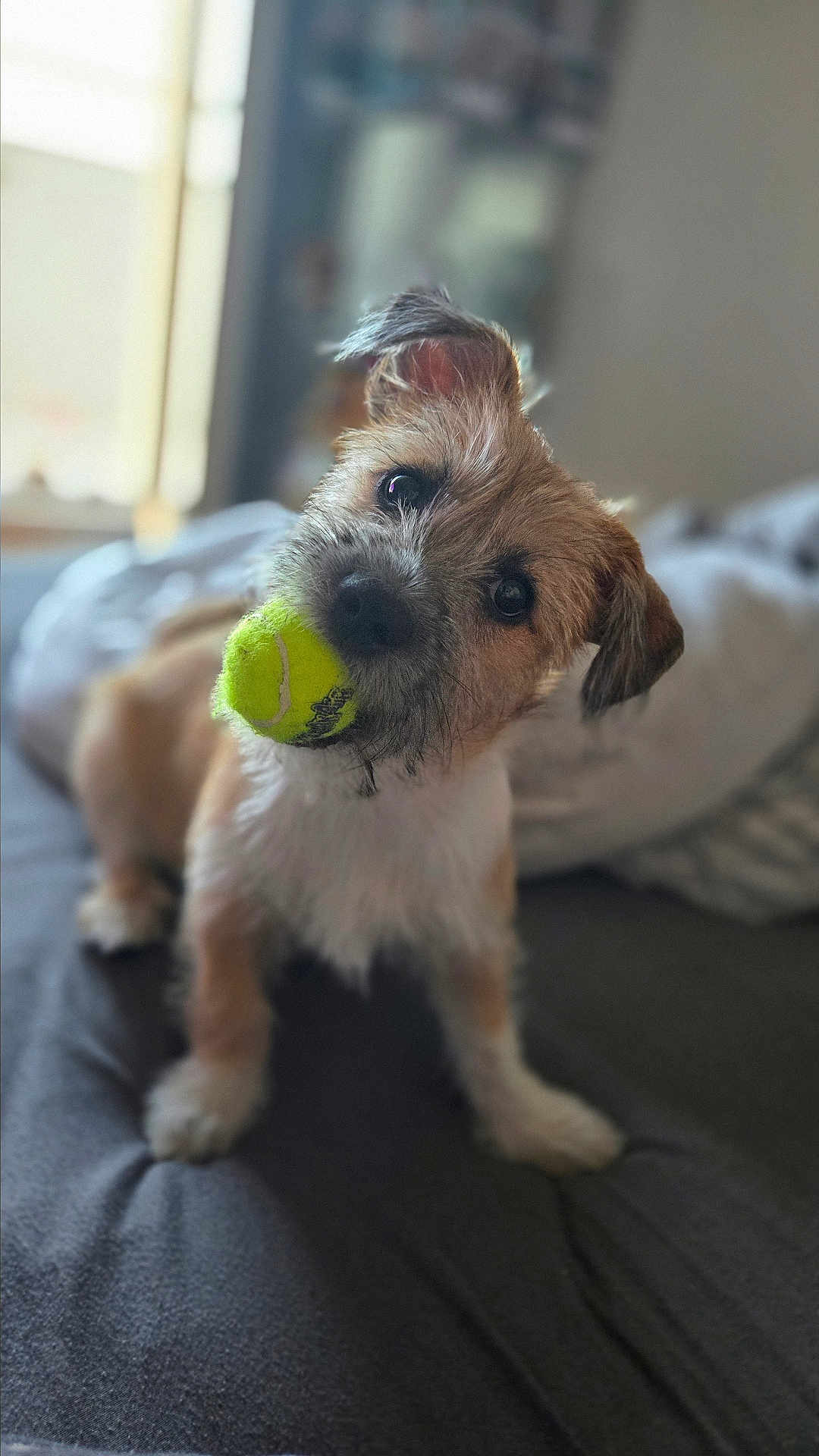 Pushka participe au concours pour gagner de l'argent avec cette photo : dog, tennis_ball, pet, bed, indoor, cute, animal, fur, canine, playful, toy, looking, head_tilt, mouth, small_dog, cozy, light, window, bedding, focus