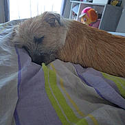 Pushka a rejoint le concours — aidez-le/la à gagner de superbes lots ! bed, blanket, brown_dog, cozy, curtain, cute, dog, furniture, indoor, natural_light, peaceful, pet, plush_toy, relaxation, resting, shelf, sleeping, soft_light, striped, window