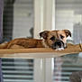 Pushka a rejoint le concours — aidez-le/la à gagner de superbes lots ! dog, puppy, pet, hammock, indoor, relaxing, brown_fur, cute, looking, resting, canine, bed, cozy, furniture, window, curtain, soft_light, animal, domestic, companion
