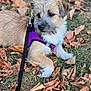Pushka participe au concours pour gagner de l'argent avec cette photo : animal, autumn, canine, cute, dog, fall, fur, grass, leaves, nature, outdoor, pet, playful, puppy, purple_harness, resting, side_view, small_dog, walking_leash, young_dog