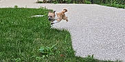 Pushka a rejoint le concours — aidez-le/la à gagner de superbes lots ! dog, grass, leaping, jumping, outdoor, sidewalk, greenery, bushes, small_dog, brown_dog, residential_area, fence, garden, pathway, playful, pet, animal, daylight, nature, yard