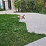 dog, grass, leaping, jumping, outdoor, sidewalk, greenery, bushes, small_dog, brown_dog, residential_area, fence, garden, pathway, playful, pet, animal, daylight, nature, yard