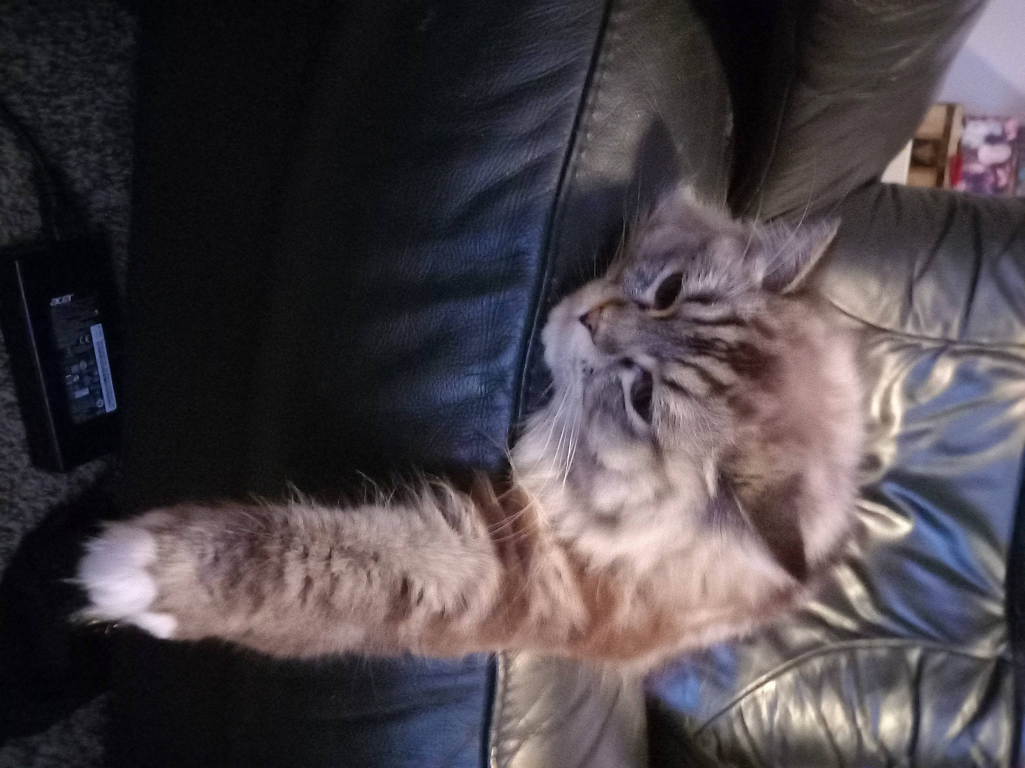 Fendi is registered to the contest to win money with this photo: carnivore, cat, claw, comfort, domestic_short_haired_cat, electric_blue, felidae, fur, paw, small_to_medium_sized_cats, tail, whiskers