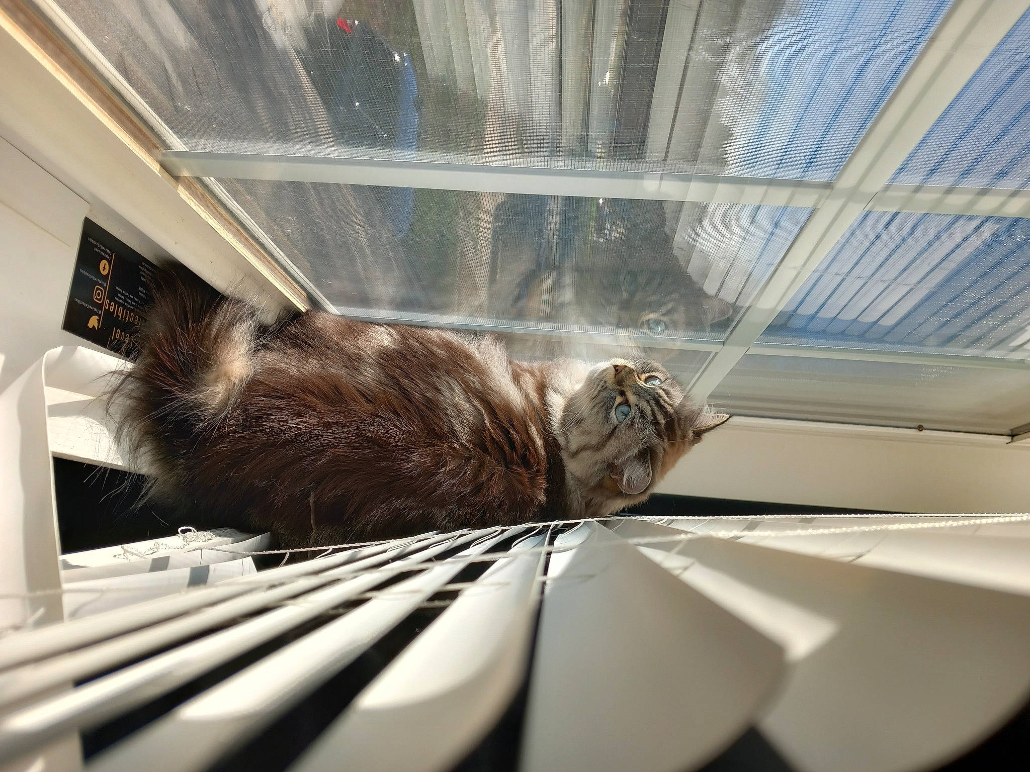 Fendi is registered to the contest to win money with this photo: auto_part, automotive_design, ceiling, comfort, felidae, flooring, glass, line, linens, luxury_vehicle, metal, motor_vehicle, roof, tail, tints_and_shades, whiskers, window, windshield, wing, wood