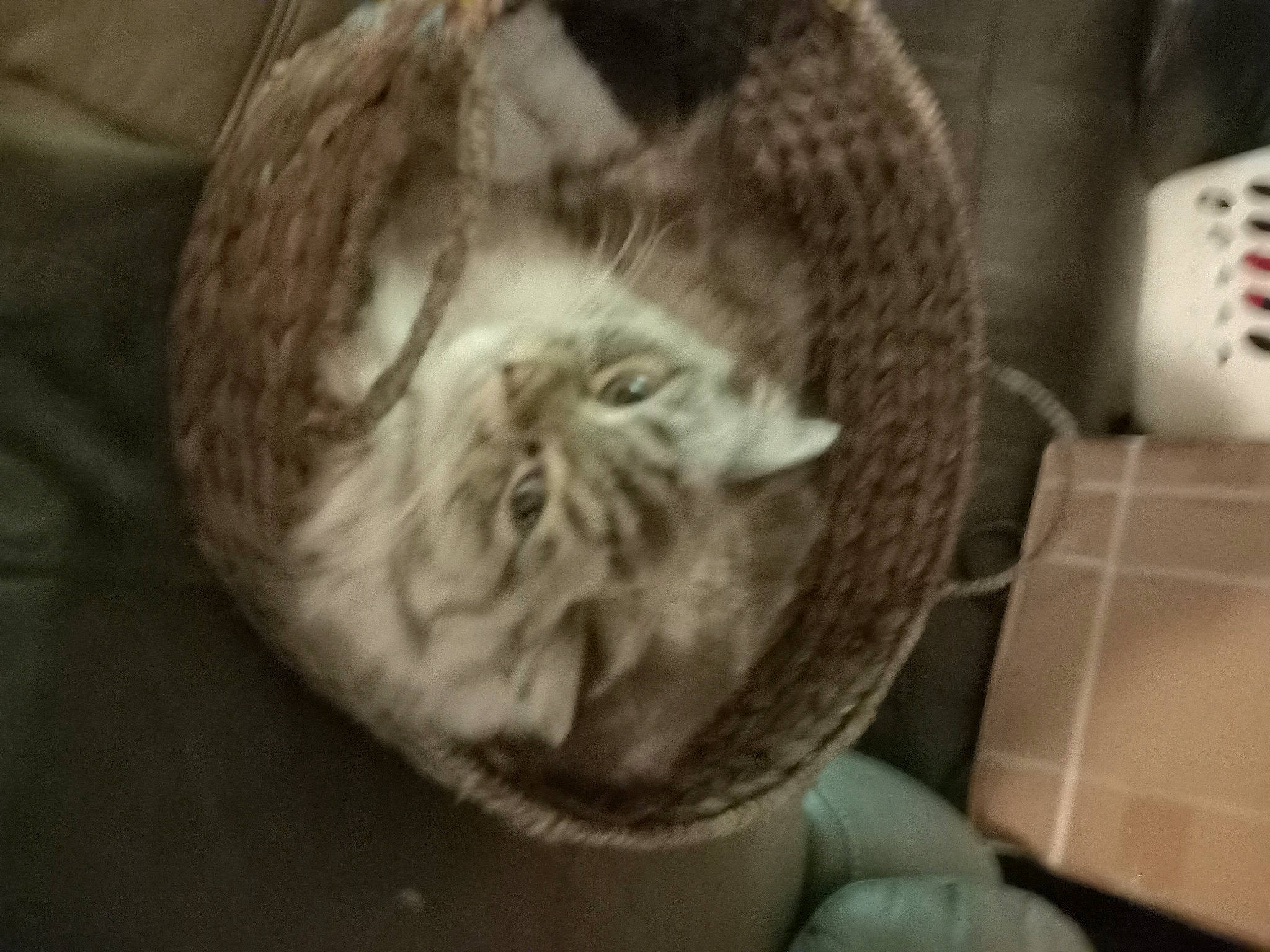 Fendi is registered to the contest to win money with this photo: box, carnivore, carton, cat, cat_bed, circle, comfort, domestic_short_haired_cat, felidae, fur, hat, monochrome, monochrome_photography, plant, shipping_box, small_to_medium_sized_cats, snout, terrestrial_animal, whiskers, wool