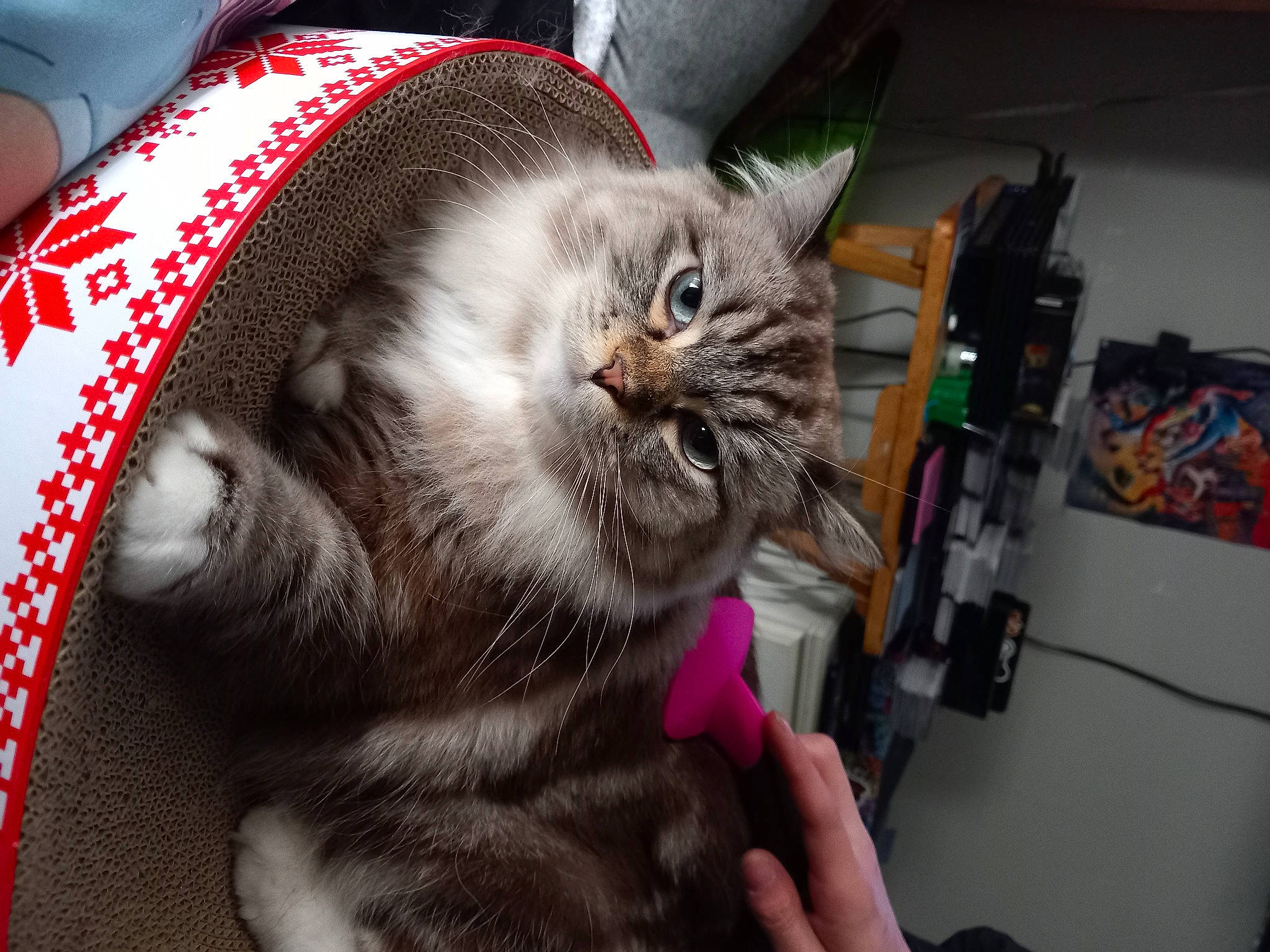 Fendi is registered to the contest to win money with this photo: box, carnivore, cat, claw, collar, comfort, costume_hat, domestic_short_haired_cat, ear, fashion_accessory, felidae, fur, lap, paw, small_to_medium_sized_cats, snout, whiskers