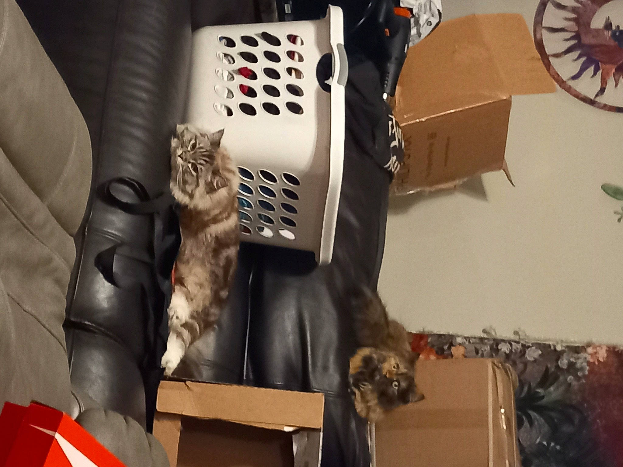 Fendi joined the competition — help win amazing prizes! audio_equipment, automotive_design, cardboard, carnivore, cat, comfort, domestic_short_haired_cat, electronic_instrument, felidae, fur, machine, office_equipment, room, small_to_medium_sized_cats, tail, whiskers